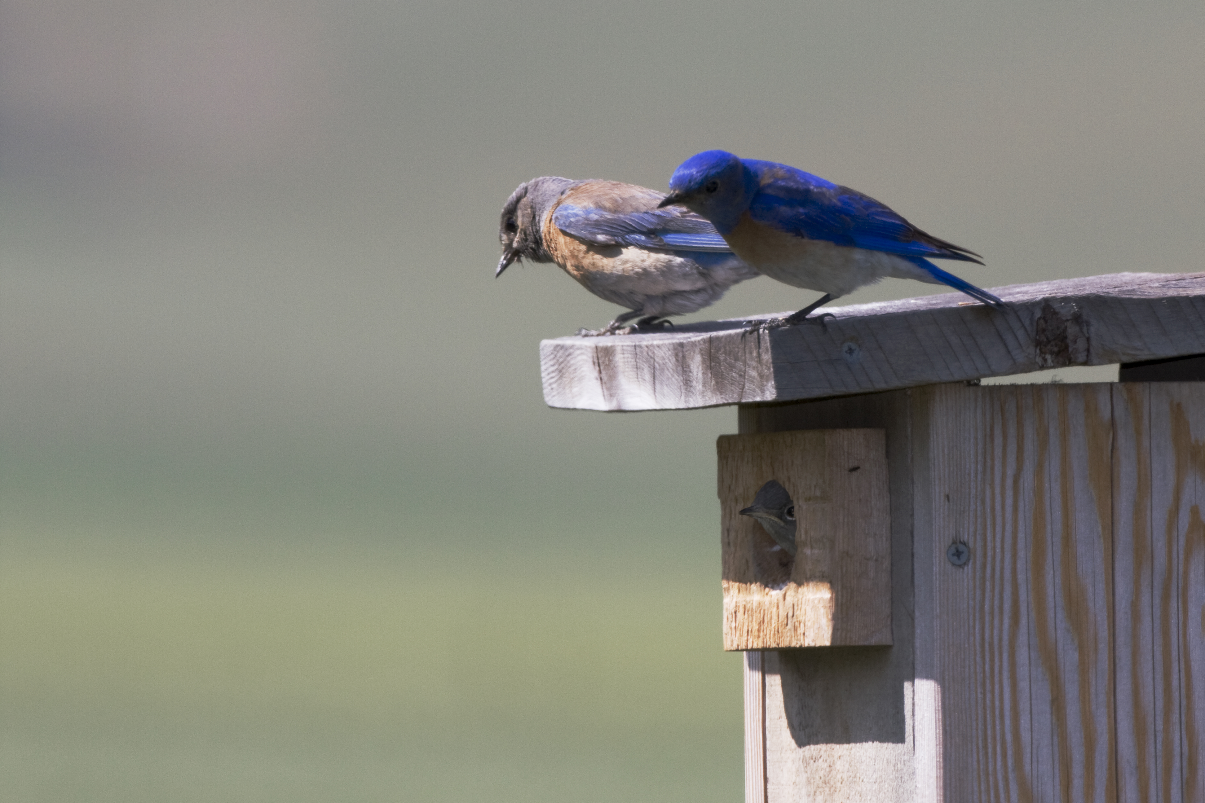 File:Western Bluebird (Sialia mexicana).jpg