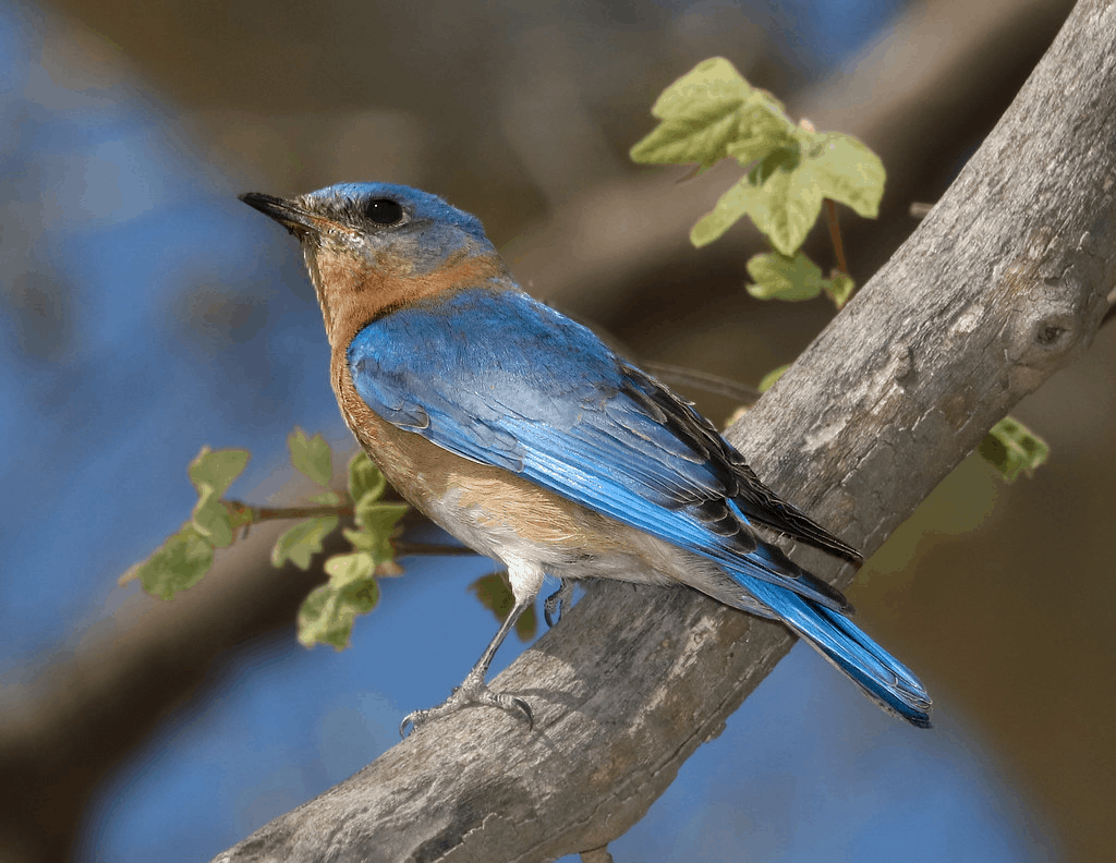 Azure Bluebird - A subspecies of the Eastern Bluebird