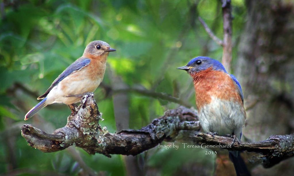 every-type-of-bluebird-in-north-america-bluebird-landlord