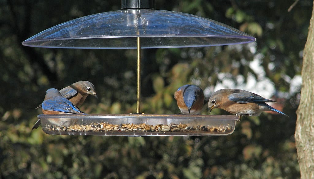 Bluebirds eating hulled sunflower seeds