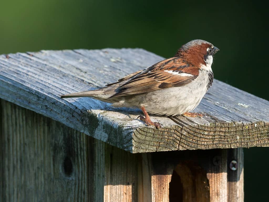 Do bluebirds return to the same nest box every year? - High competition from sparrows