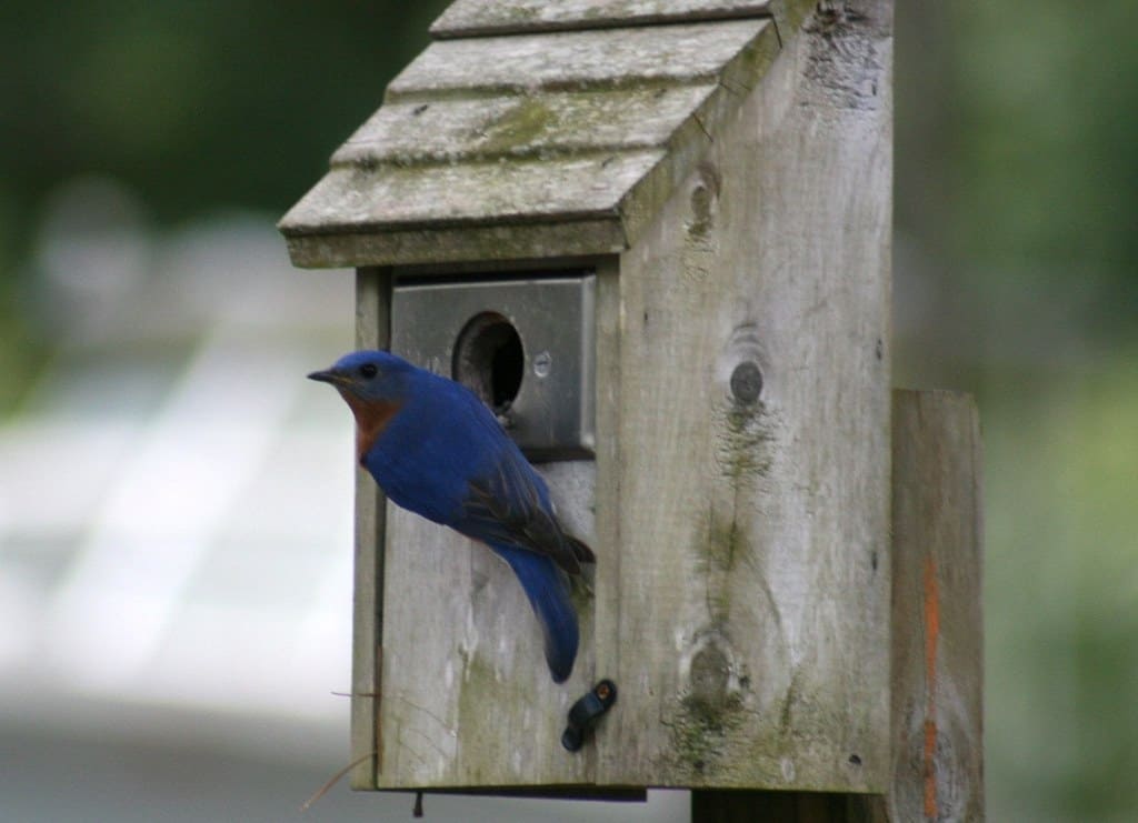 Do Bluebirds Reuse The Same Nest