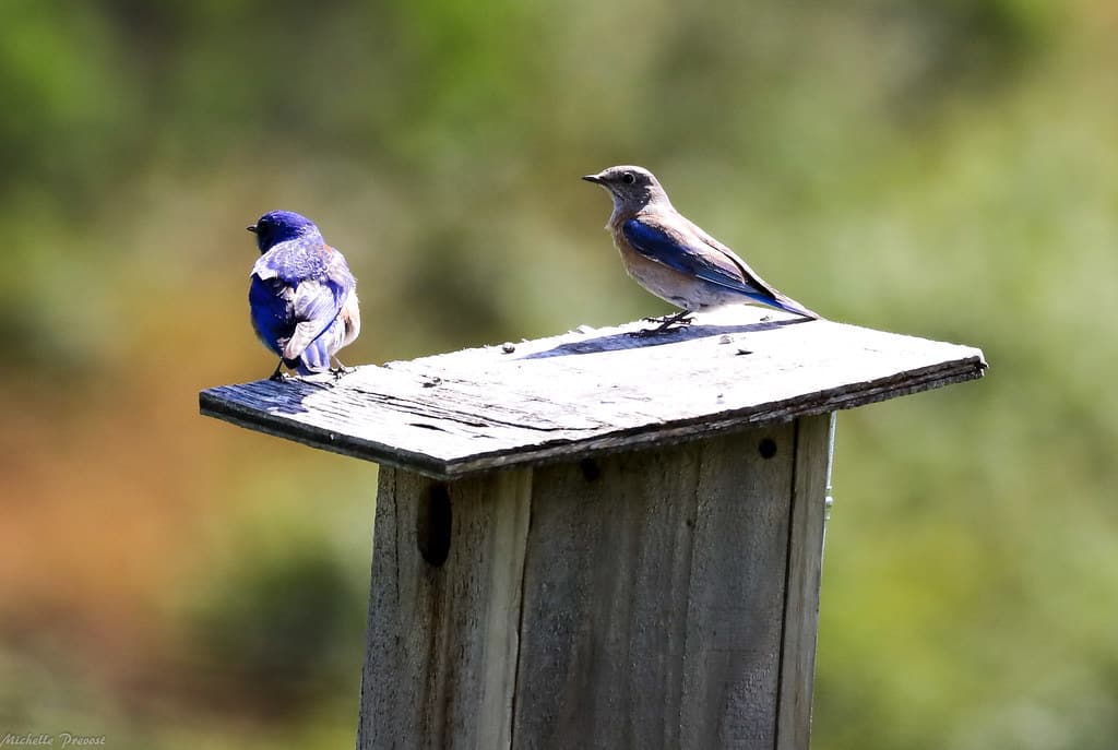 Best Wood to Use for a Bluebird House