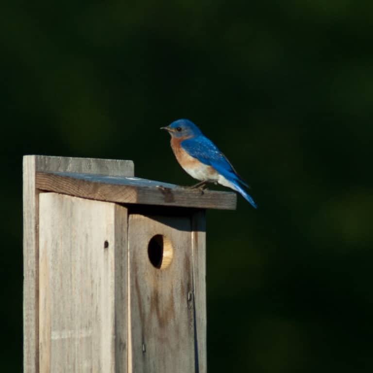 Entrance Hole Size For Bluebird Houses - Bluebird Landlord