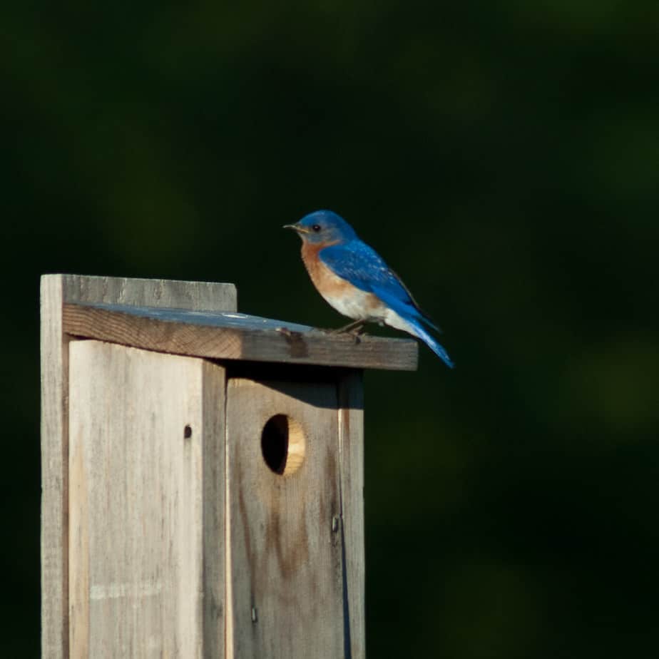 Entrance Hole Size for Bluebird Houses - Bluebird Landlord