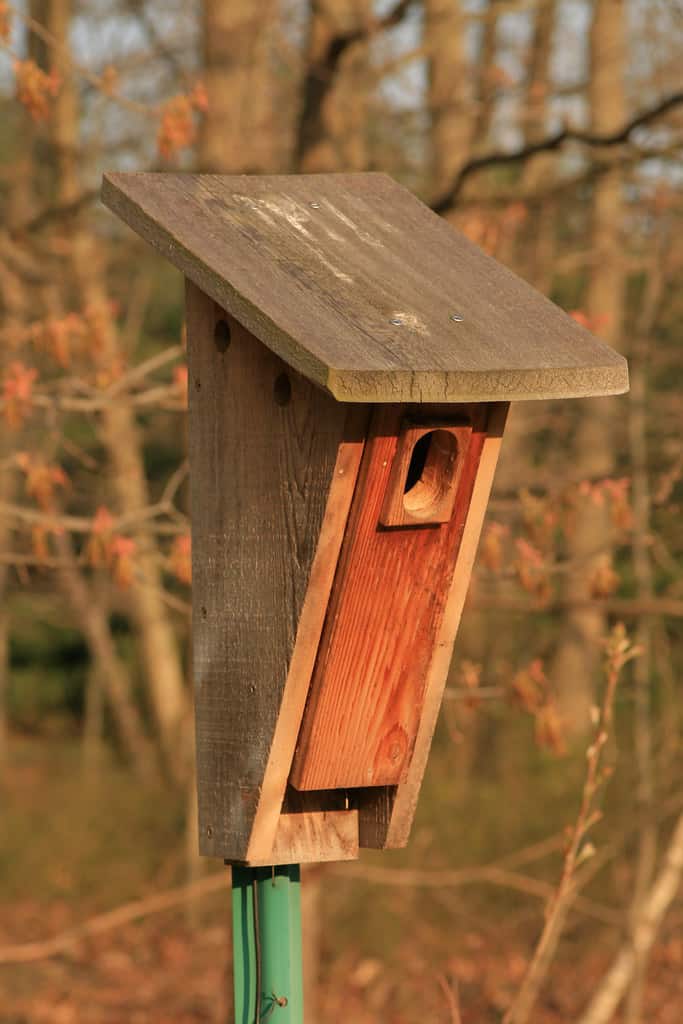 Entrance Hole Size For Bluebird Houses, Troyer S Sparrow Resistant Bluebird House Plans