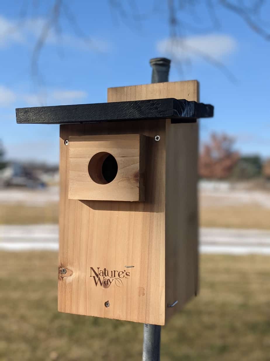 How to Keep Mice Out of Bluebird Houses