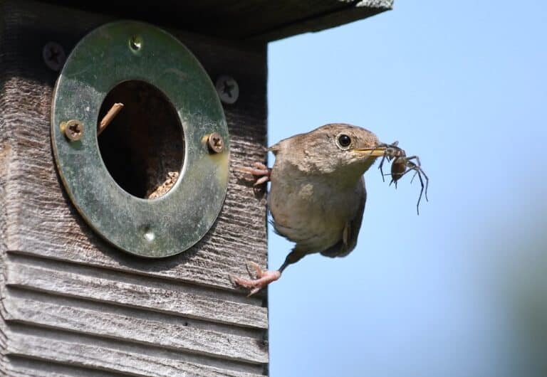 How to Keep Wrens Out of Bluebird Houses | 5 Methods - Bluebird Landlord