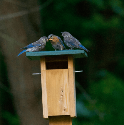 Sparrow Resistant Bluebird Houses Do, Sparrow Resistant Bluebird House Plans