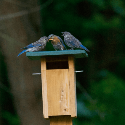 bluebird feeder hole size