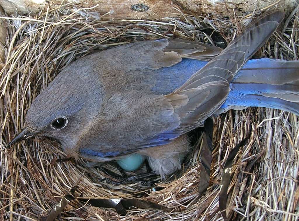 Do bluebirds return to the same nest box every year? - Western Bluebird Nest