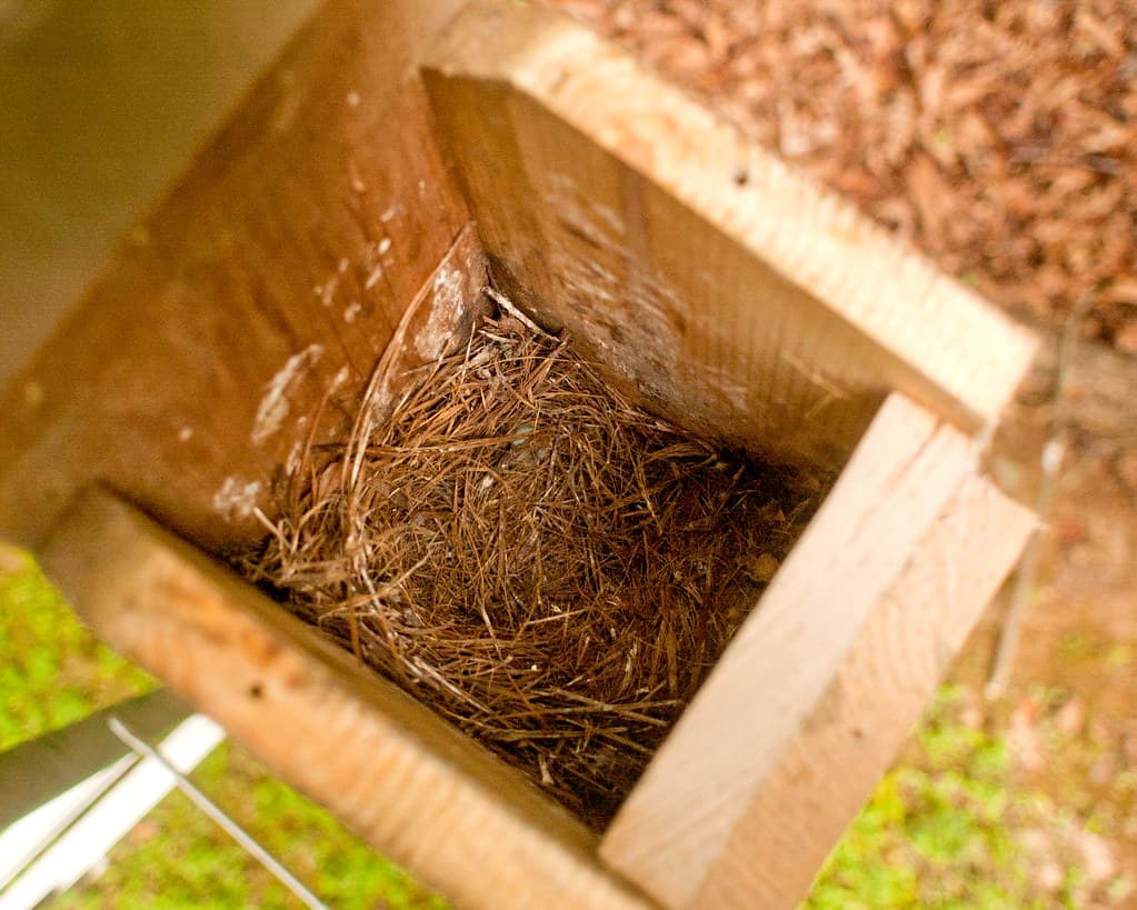 What to do when bluebirds leave the nest