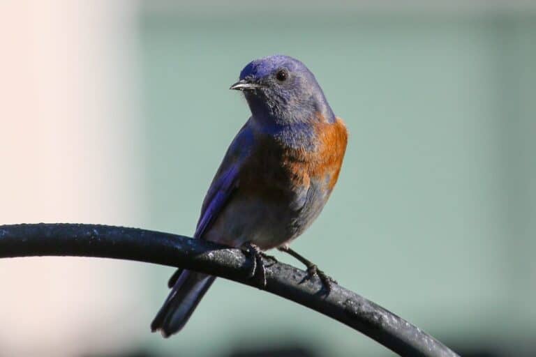 Eastern, Western, And Mountain Bluebirds [Species Comparison ...