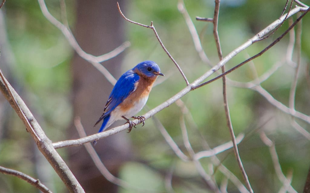 Eastern Bluebird on Tree