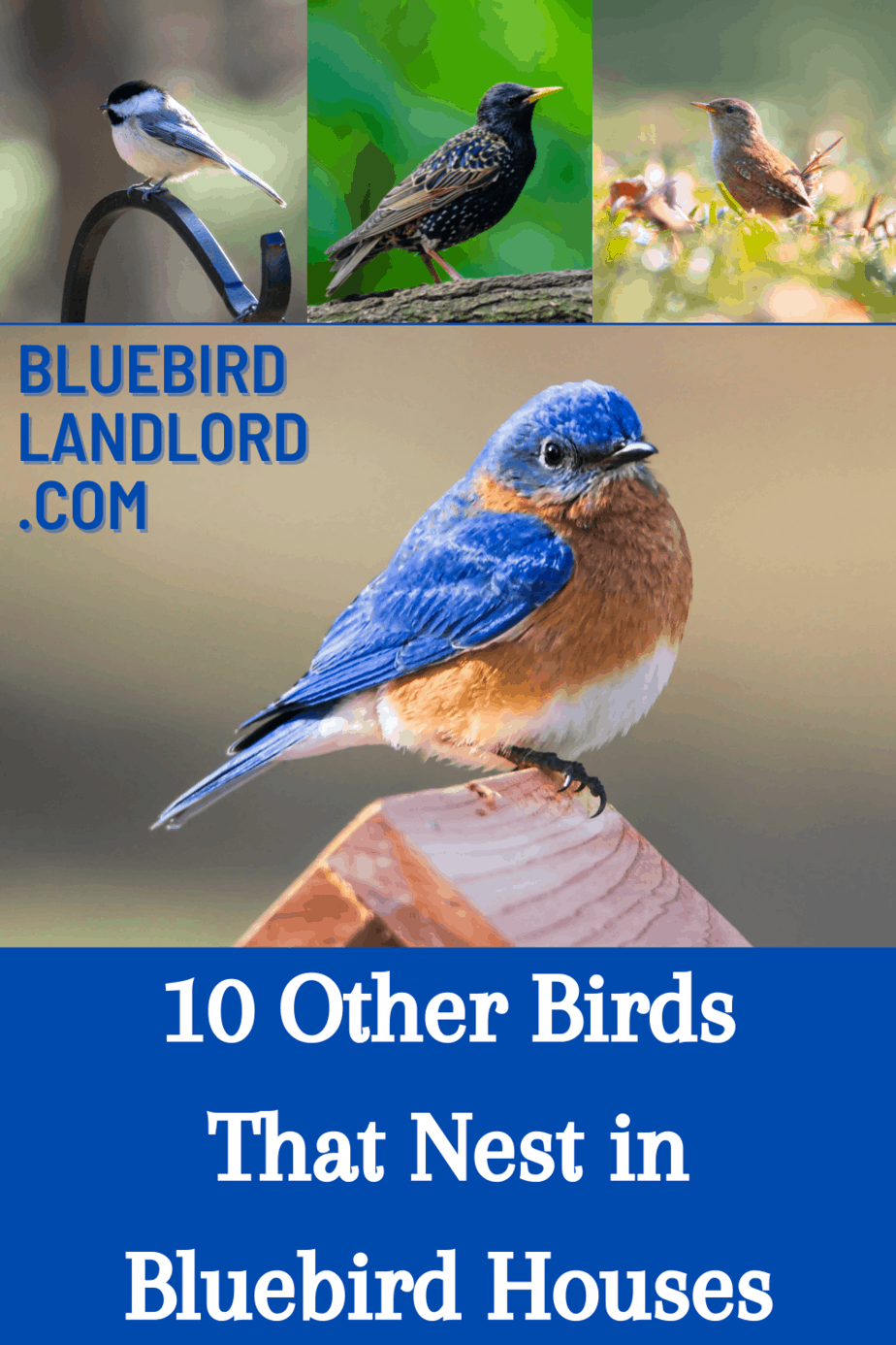 10 Other Birds That Nest in Bluebird Houses - Bluebird Landlord