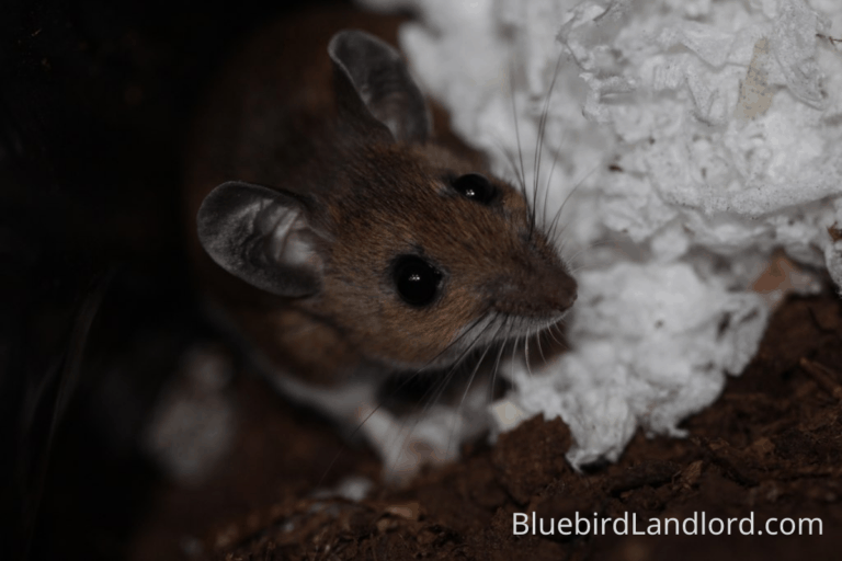 How to Keep Mice Out of Bluebird Houses [5 Methods] Bluebird Landlord
