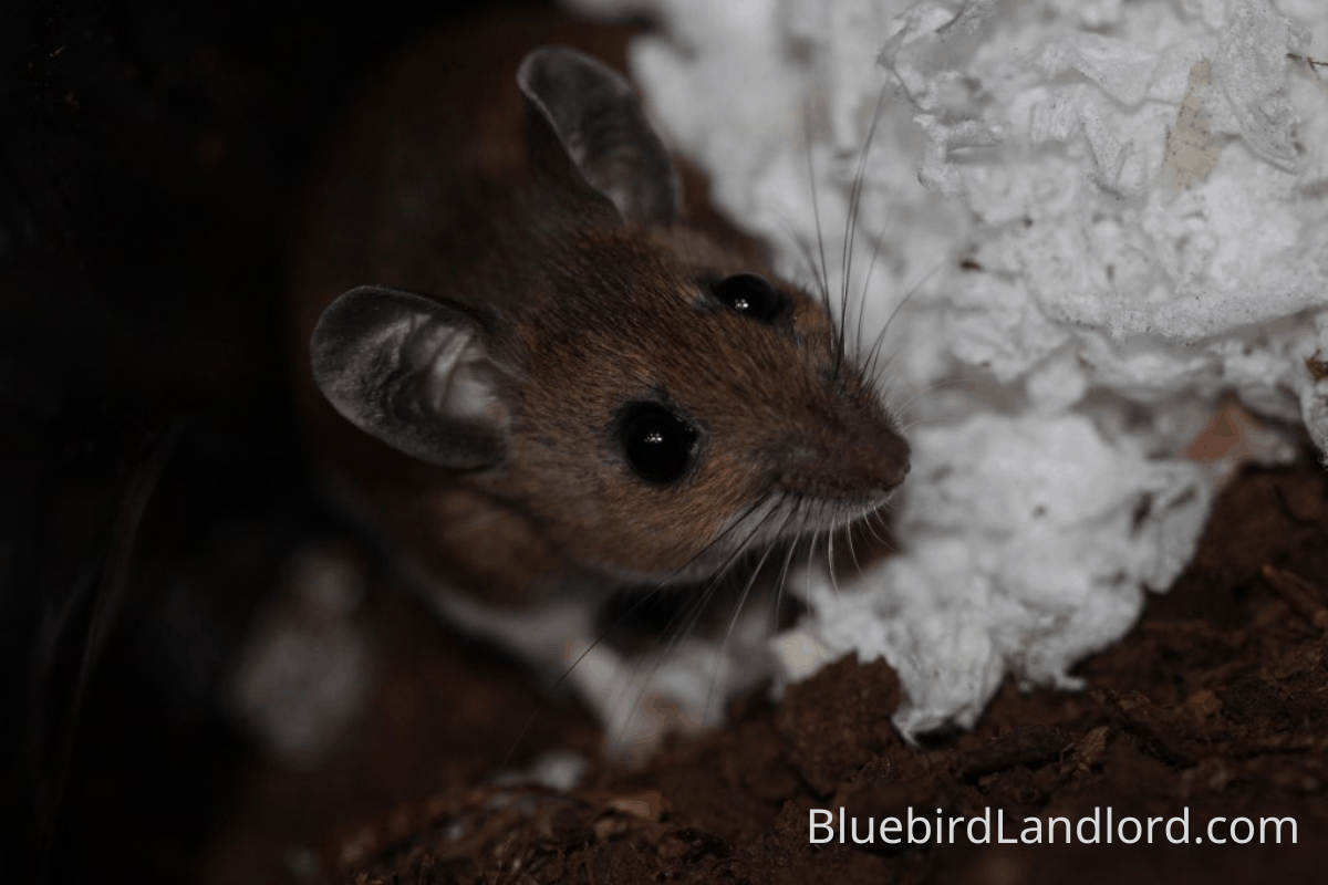 How to Keep Mice Out of Bluebird Houses [5 Methods] - Bluebird Landlord
