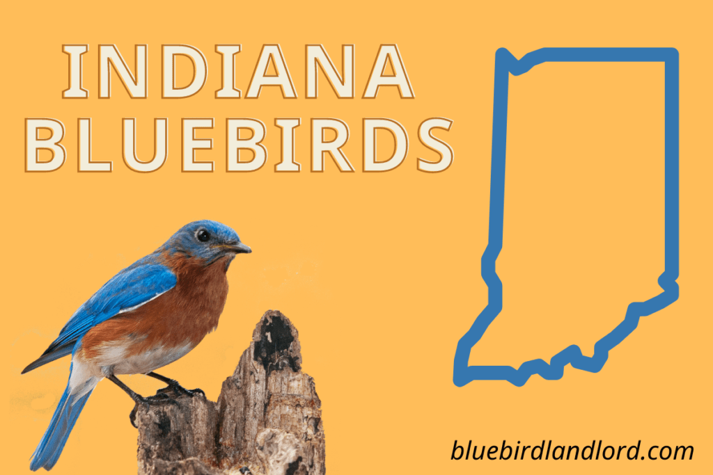 Bluebirds In Indiana