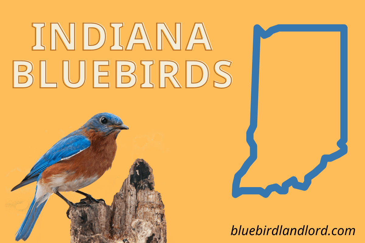 Eastern bluebird – Indiana Audubon