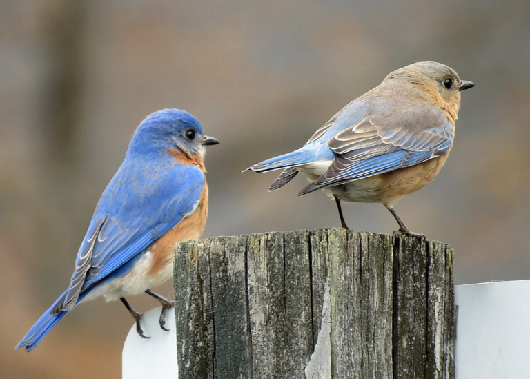 Bluebirds in Illinois [The Ultimate Resource] - Bluebird Landlord