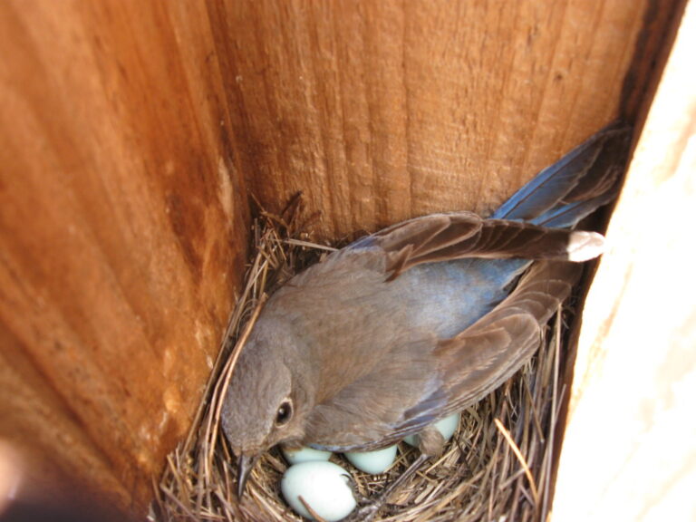 Is It OK to Open a Bluebird House? - Bluebird Landlord