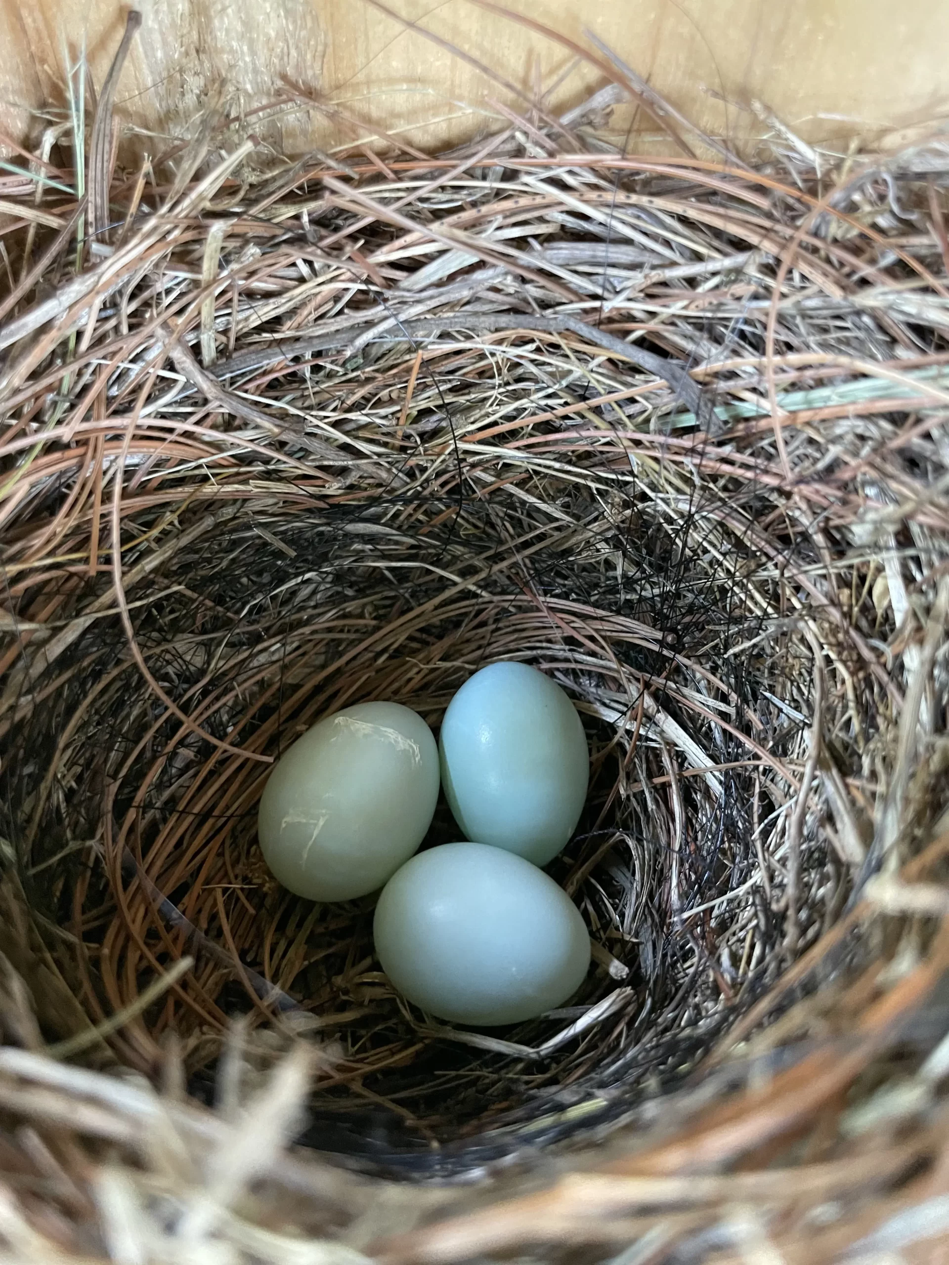 How Soon Do Bluebirds Start a Second Nest? - Bluebird Landlord