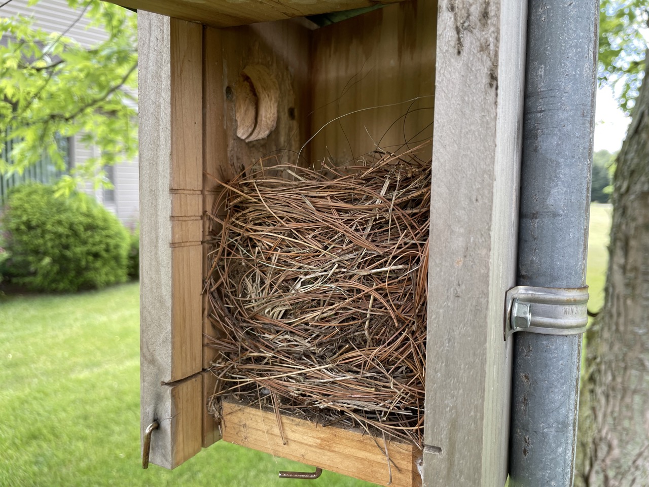 Is It OK to Open a Bluebird House? - Bluebird Landlord