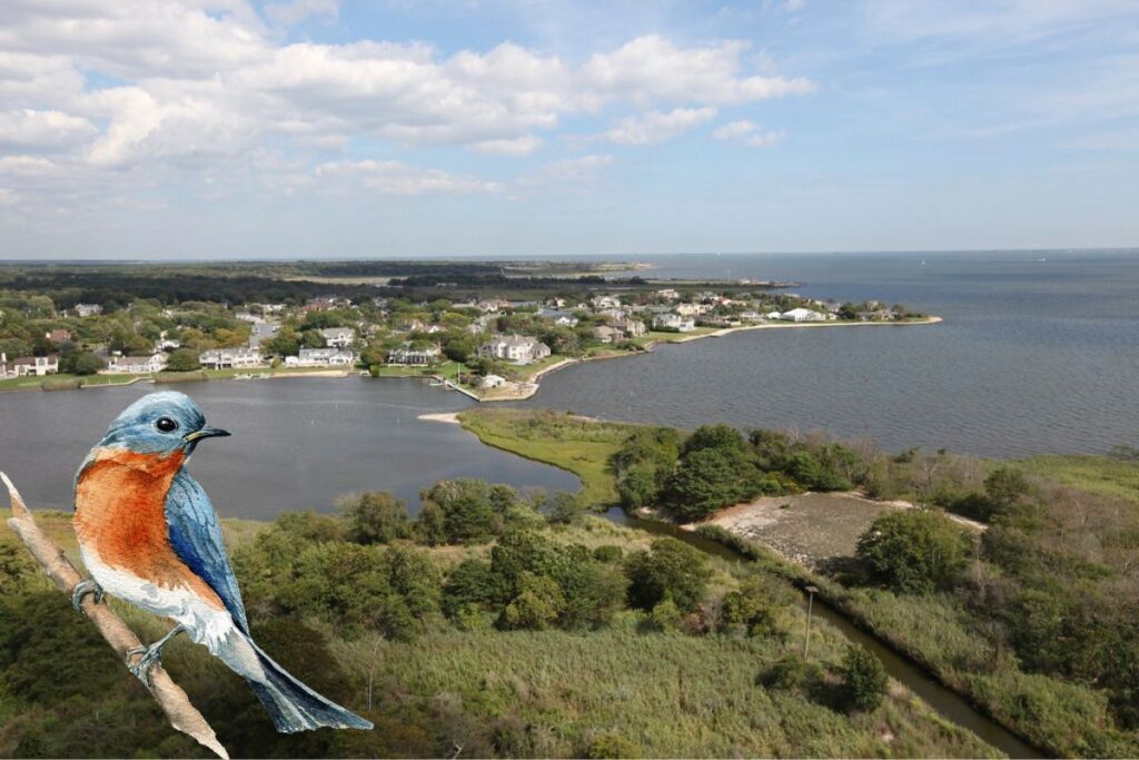Drawing of eastern bluebird imposed on a photo of an aerial shot of Long Island, New York