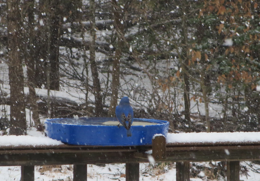 Bluebird sitting on blue-colored feeder